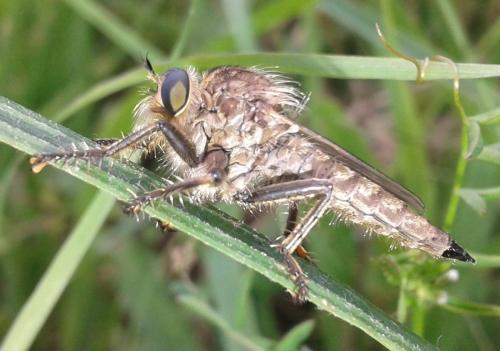 Réf. 213 302 : Machimus rusticus